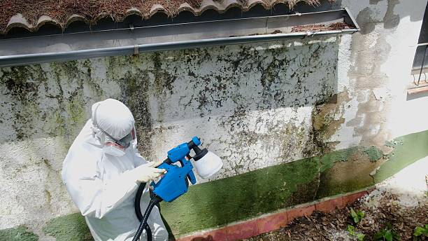 Top rated local Mold Testing specialists in Melissa, TX